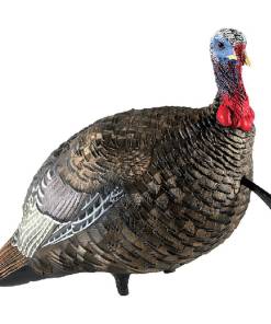 Avian-X LCD Quarter-Strut Jake Turkey Decoy